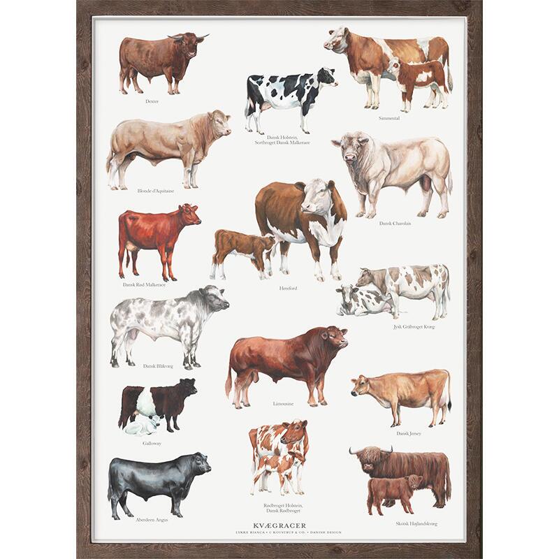 Animal poster cattle breeds Koustrup & Co.